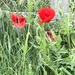 Vibrant poppies