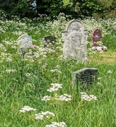 16th May 2024 - COW PARSLEY.