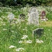 COW PARSLEY. by derekskinner