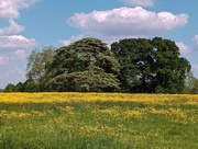 19th May 2024 - BUTTERCUPS.