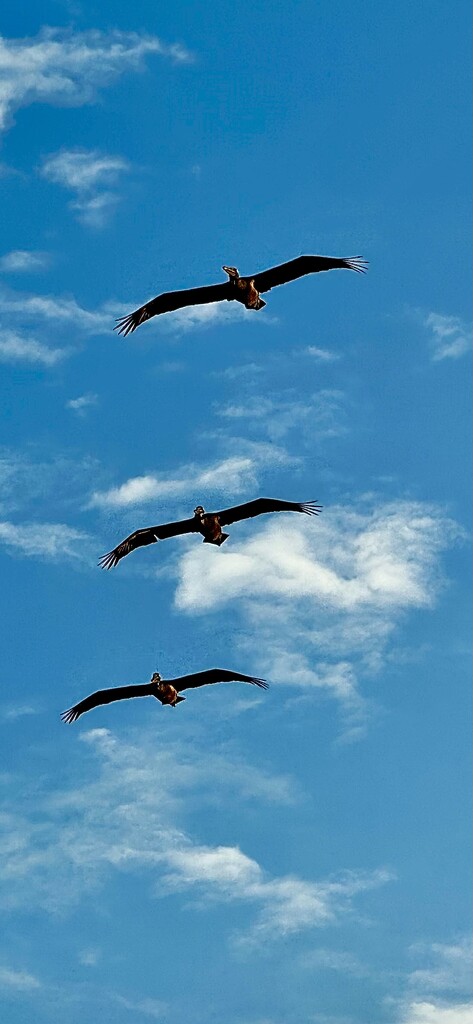 Majestic brown pelicans at the beach yesterday by congaree