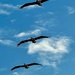 Majestic brown pelicans at the beach yesterday by congaree