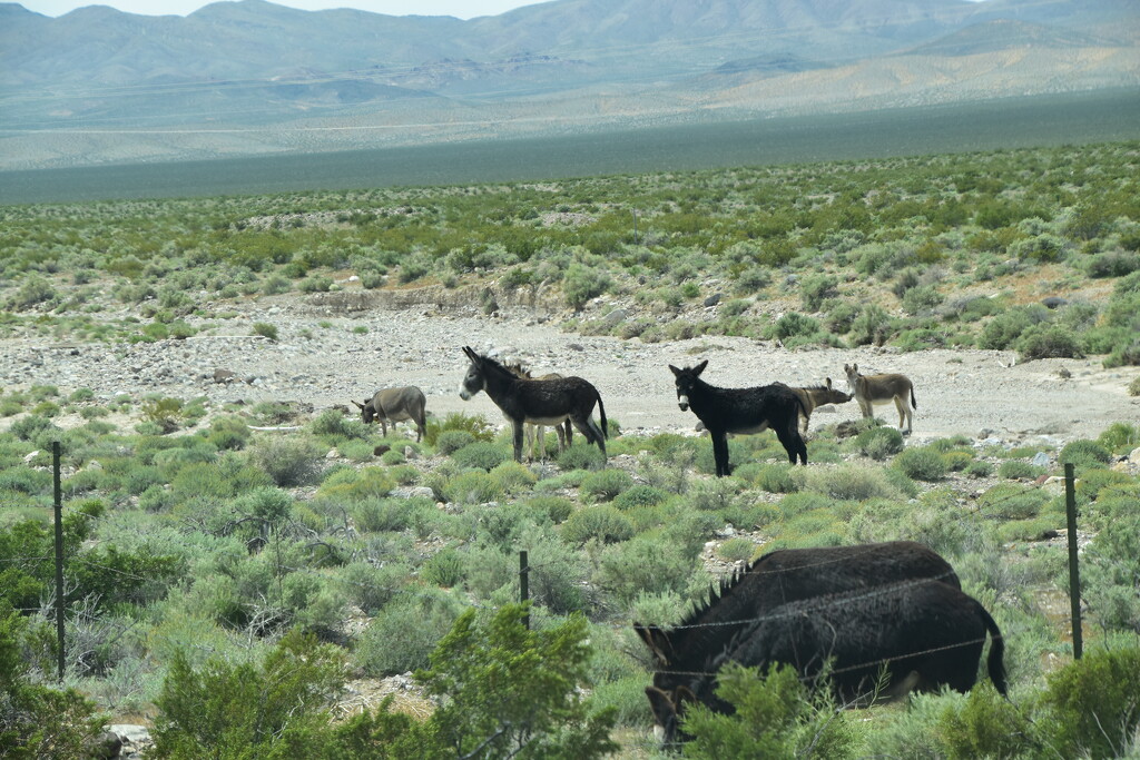 Wild Donkeys Outside Beatty, Nevada  by bigdad