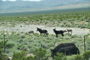 24th May 2024 - Wild Donkeys Outside Beatty, Nevada 