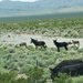 Wild Donkeys Outside Beatty, Nevada 