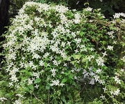 24th May 2024 - A white clematis.  Rishton.
