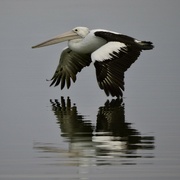 23rd May 2024 - Skimming The water At Heron_Point P5240367
