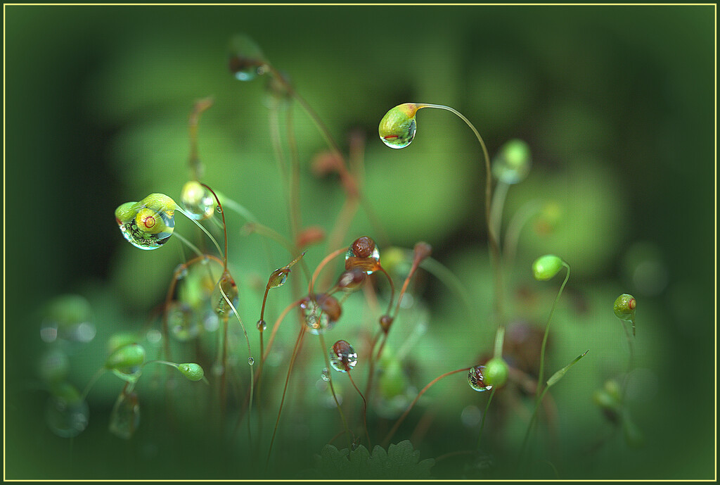 The miniature world by dide