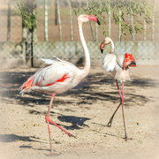 24th May 2024 - Happy flamingo Friday