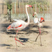 Happy flamingo Friday by ludwigsdiana