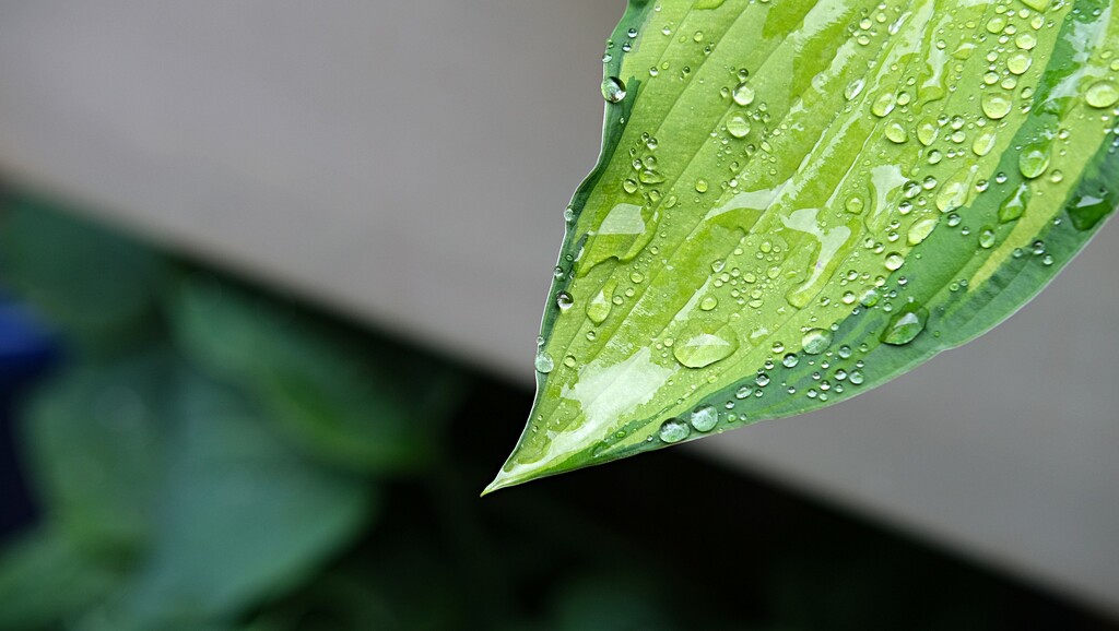 hosta leaf by kametty