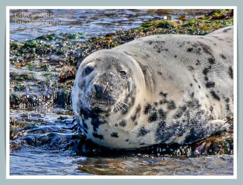 Grey Seal,Farne Islands by carolmw