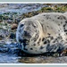 Grey Seal,Farne Islands