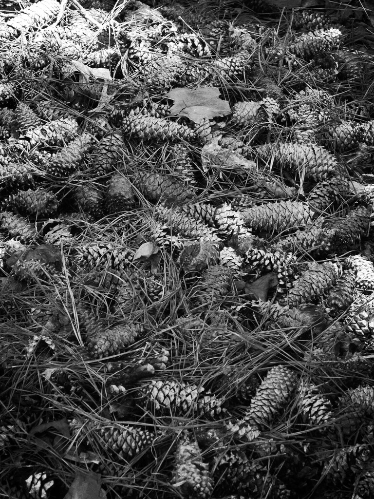 The pine cone pile... by marlboromaam