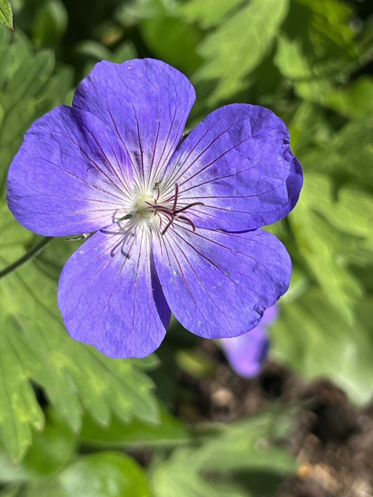 Geranium by mattjcuk