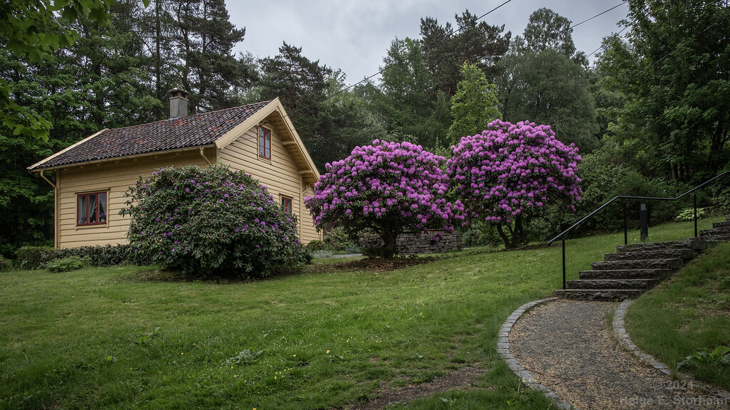 Small house, big rhododendrons by helstor365