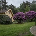Small house, big rhododendrons by helstor365