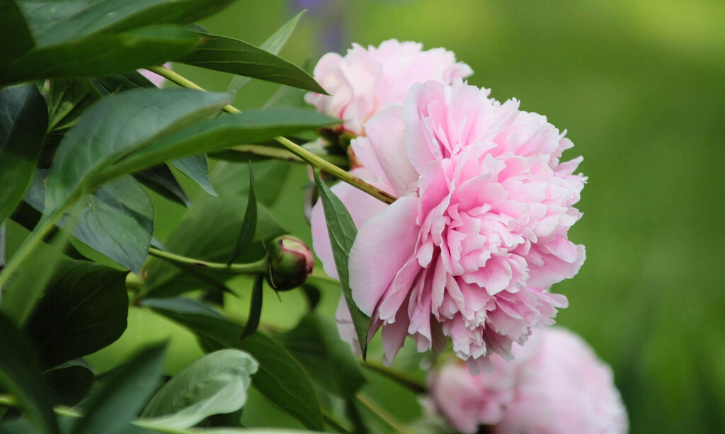Pink peony by mittens