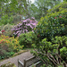 Rhododendrons