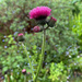 Cirsium by 365projectmaxine