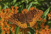 23rd May 2024 - Great Spangled Fritillary, dorsal view