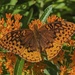 Great Spangled Fritillary, dorsal view by rhoing