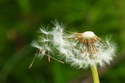 24th May 2024 - Dandelion 