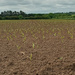 Crops are sprouting  by 365projectorgjoworboys