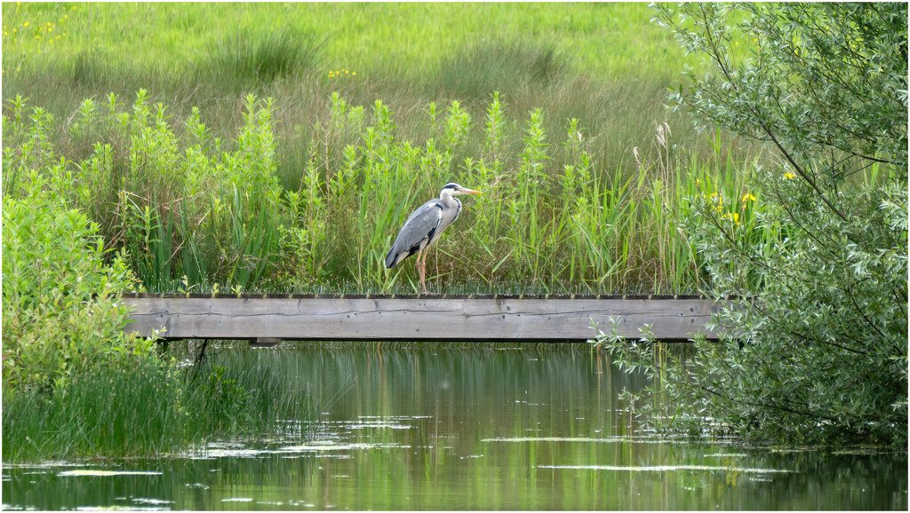 Heron by clifford