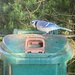 Bold Blue Jay by spanishliz