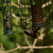 Great Spotted Woodpecker Swinging to and fro (GIF)