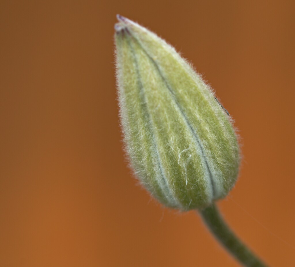 clematis bud by ollyfran