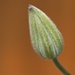 clematis bud by ollyfran