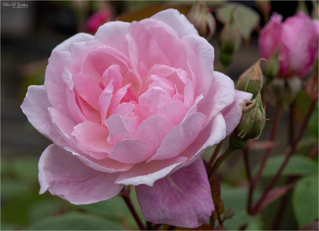 Pink Rose by pcoulson