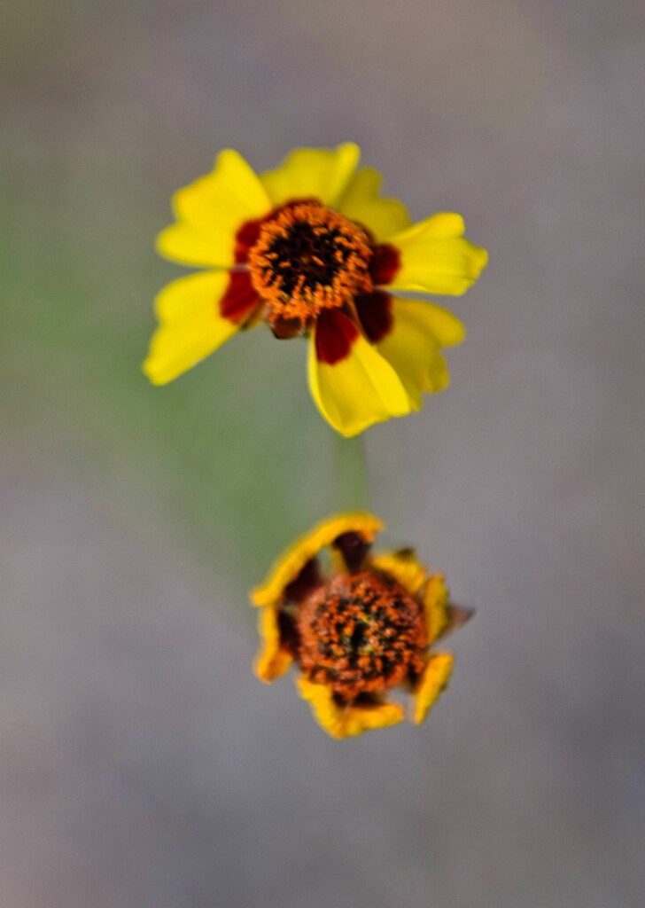 5 23 Plains Coreopsis by sandlily