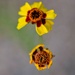 5 23 Plains Coreopsis by sandlily