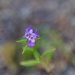 5 23 Tiny purple wildflowers