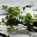 145/366 - Nature finds a way