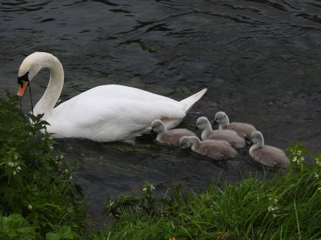 Swan Family by oldjosh