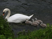 3rd May 2024 - Swan Family