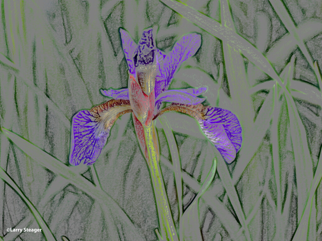 Iris Artistic by larrysphotos