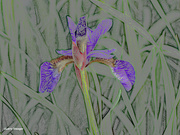 24th May 2024 - Iris Artistic