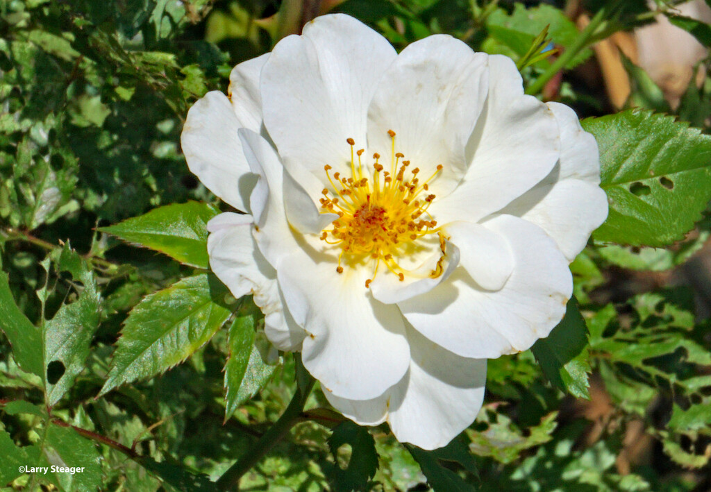 White rose by larrysphotos