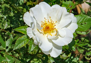 24th May 2024 - White rose