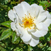 White rose by larrysphotos