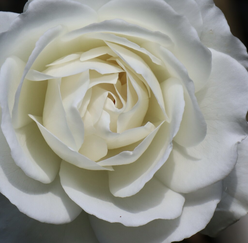 White Rose by jeremyccc