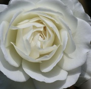 24th May 2024 - White Rose