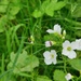 Meadow longhorn moths