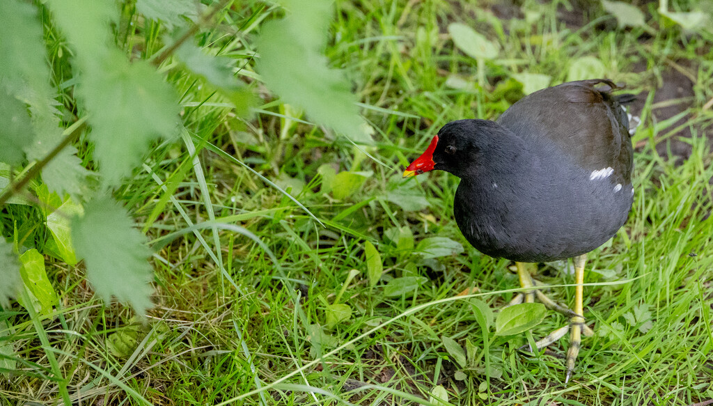 Moorhen by lifeat60degrees