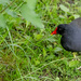 Moorhen